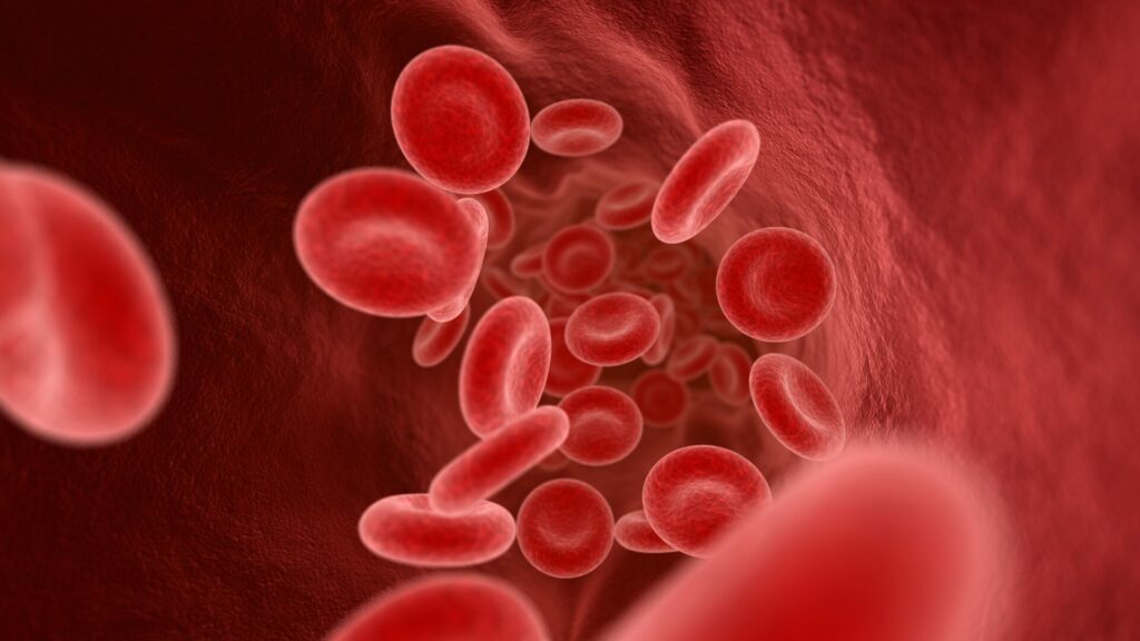 Animation of red blood cells in a vein